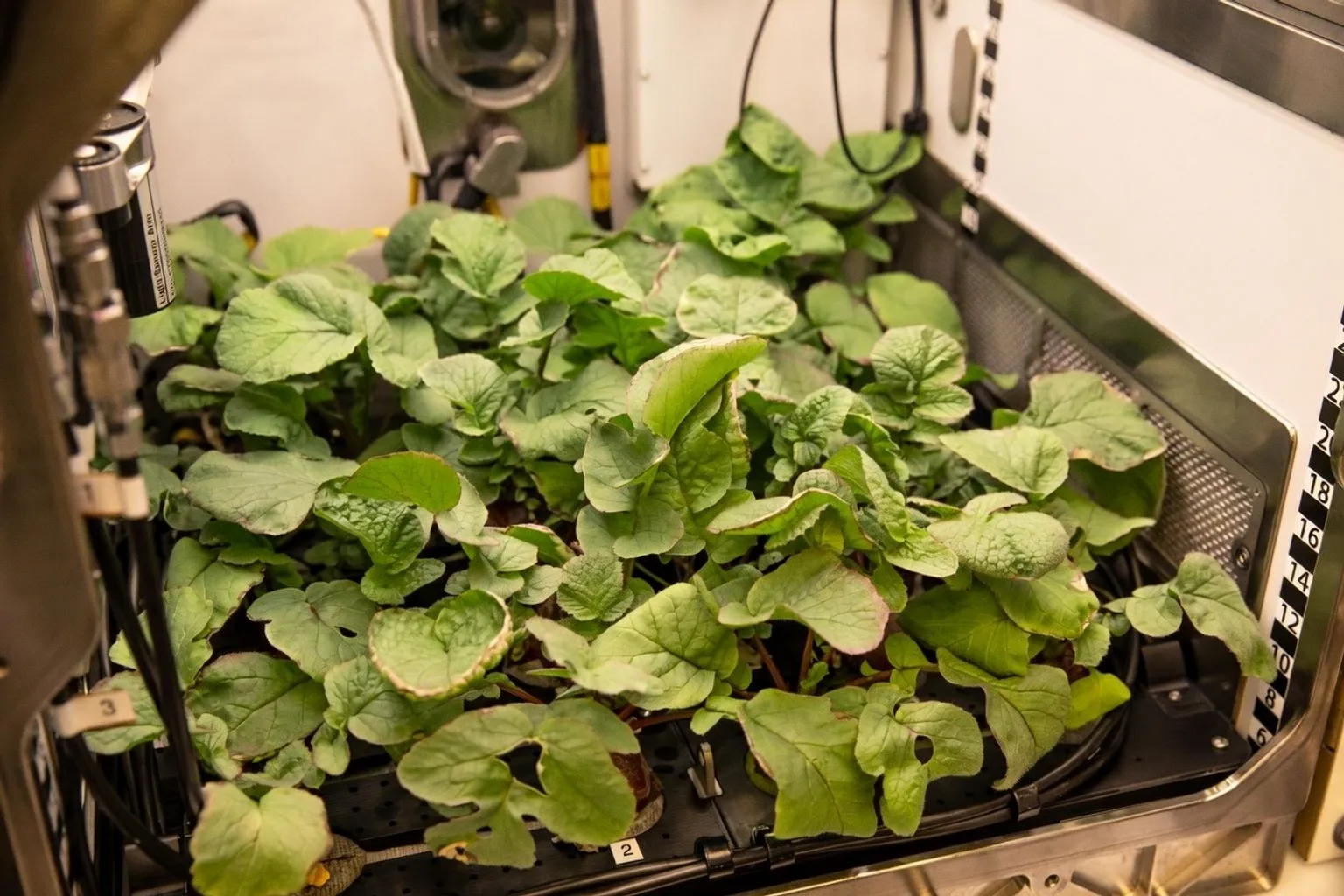 NASA : 12 nouveaux projets de recherche pour la nutrition et la santé spatiale